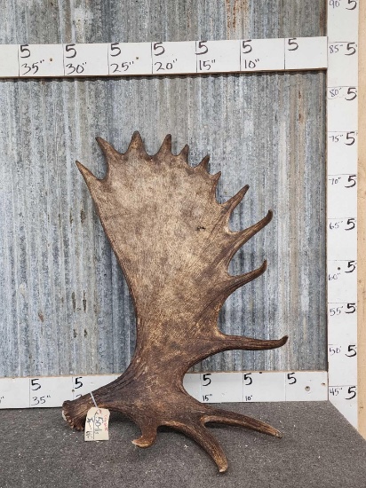 Beautiful Moose Shed Antler