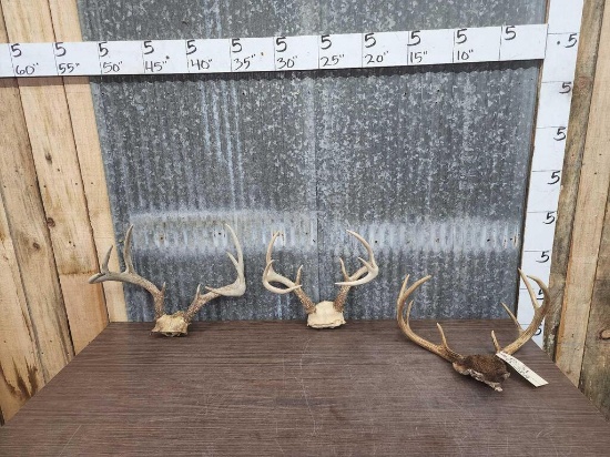 3 Sets Of Whitetail Antlers On Skull Plate