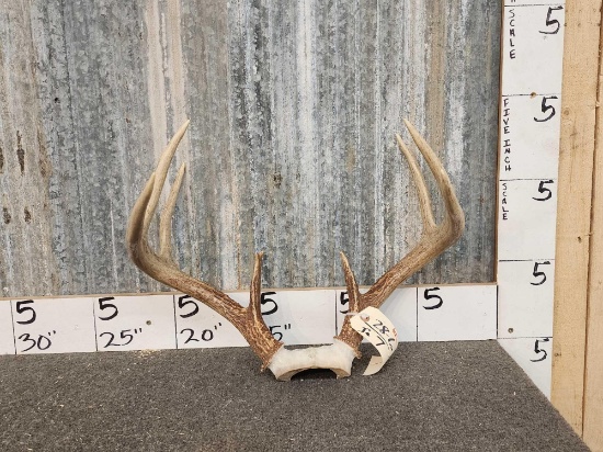 Nice 4x4 Whitetail Antlers On Skull Plate