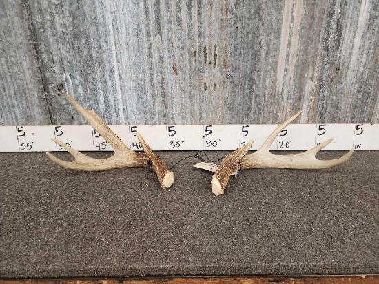4x4 Whitetail Shed Antlers Set