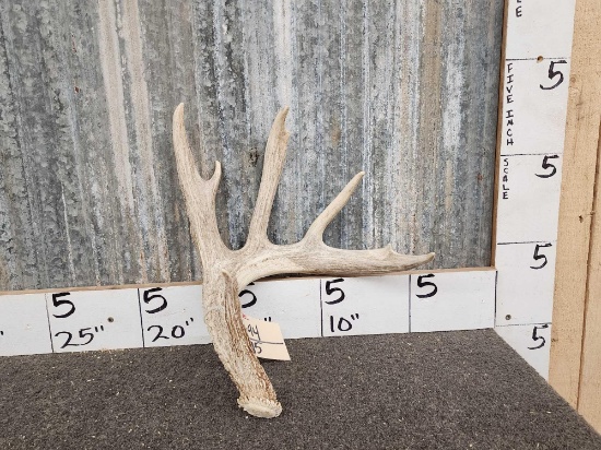 5 Point Whitetail Shed Antler