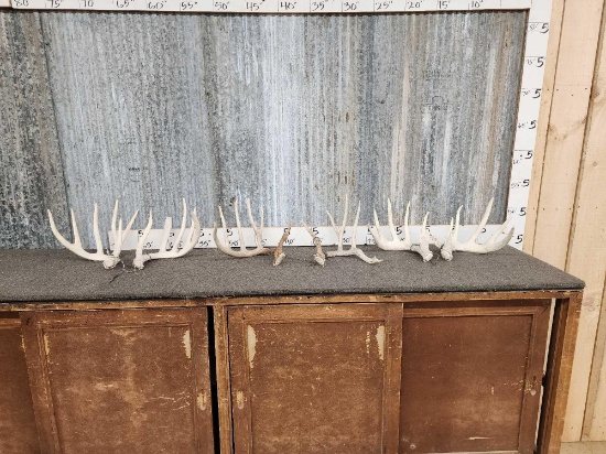3 Sets Of Whitetail Shed Antlers