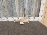 Big Palmated Double Beam Whitetail Shed Antler