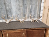 3 Sets Of Whitetail Antlers On Skull Plate