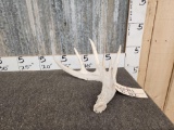 Main Frame 5 Point Whitetail Shed Antler