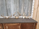 3 Sets Of Whitetail Antlers On Skull Plate