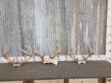 3 Sets Of Whitetail Antlers On Skull Plate