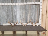 3 Sets Of Whitetail Antlers On Skull Plate