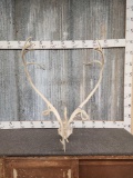 Caribou Antlers On Skull Plate
