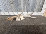 Wild 3 Point Whitetail Shed Antler