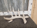 5 Point Whitetail Shed Antler