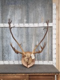 Caribou Antlers On Plaque