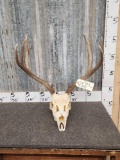 4x5 Mule Deer Antlers On Skull