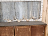 4 Sets Of Whitetail Antlers On Skull Plate