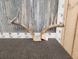 Big 4x5 Whitetail Antlers On Skull Plate