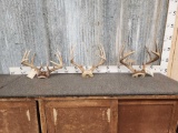 3 Sets Of Whitetail Antlers On Skull Plate