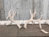 4 Big Whitetail Antlers