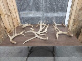 13.2 lbs Of Deer Shed Antlers