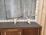 2 Sets Of Whitetail Antlers On Skull