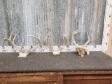 3 Sets Of Whitetail Antlers On Skull Plate