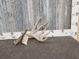 Big Wild Main Frame 5 Point Whitetail Shed Antler