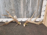 Main Frame 4x4 Whitetail Shed Antlers