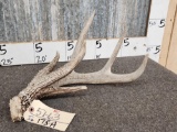 Wild Main Frame 4 Point Whitetail Shed Antler