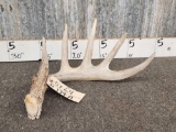 Heavy 5 Point Whitetail Shed Antler