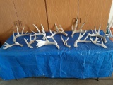 17 Pounds Of Whitetail Shed Antlers