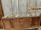 17 Lbs Of Whitetail Shed Antlers