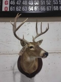 4x5 Whitetail Deer Shoulder Mount Taxidermy