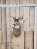 5x5 Whitetail Shoulder Mount Taxidermy