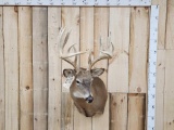 Main Frame 5x5 Wild Michigan Whitetail Shoulder Mount Taxidermy