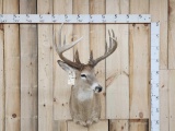 6x5 Whitetail Shoulder Mount Taxidermy