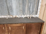 2 Sets Of Whitetail Shed Antlers