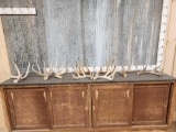 15.2 Lbs Of Whitetail Sheds & Cut Antlers