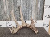 6 Point Whitetail Shed Antler
