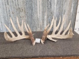 Set Of 200 Class Whitetail Shed Antlers