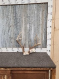 150 Class Wild 5x5 Whitetail Antlers On Skull Plate