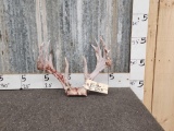 Palmated Whitetail Antlers On Skull Plate