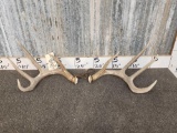 Nice 4x4 Whitetail Shed Antlers