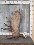 Beautiful Alaskan Moose Shed Antlers