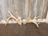 Gnarly Set Of Whitetail Shed Antlers