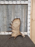 Nice little Moose Shed Antler