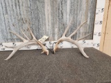 6x5 Whitetail Shed Antlers
