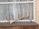 Big 6 Point Elk Shed Antler