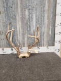 4x5 Whitetail Antlers On Skull Plate