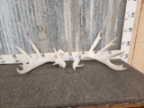 Main Frame 5x5 Whitetail Shed Antlers