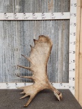 Cool Double Droptine Moose Shed Antler