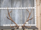 Beautiful 6x7 Elk Antlers On Skull Plate